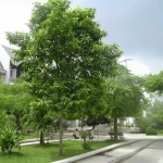 Hoa Ngọc Lan