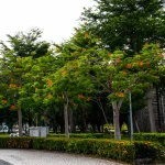 Phượng Vỹ