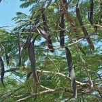 Phượng Vỹ