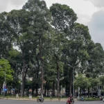 Sao Đen