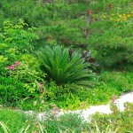 Vạn Tuế