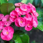 Xương Rồng Bát Tiên