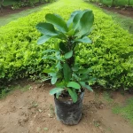 Xương Rồng Bát Tiên